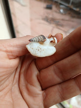 Load image into Gallery viewer, Sepiente de cafe